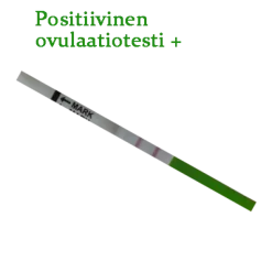 Ovulaatiotesti liuskat – Edullinen ja luotettava LH-ovulaatiotesti